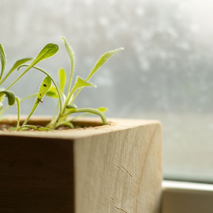 A small green plant growing in a rectangular wooden planter box, photographed near a softly blurred window.