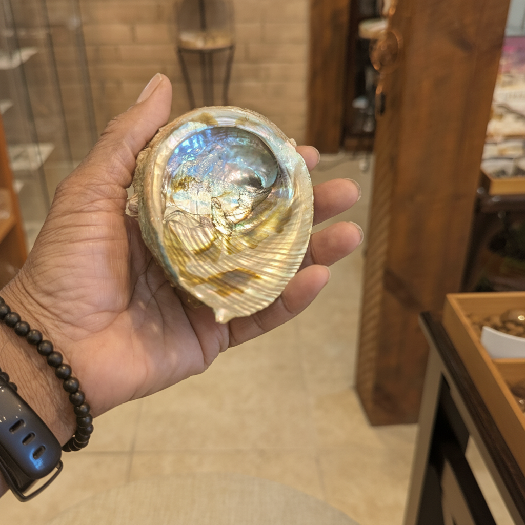 Four-inch abalone shell held in hand to show size and natural color