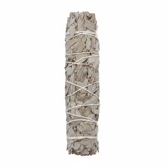 Large California White Sage 7–8 inch bundle on a white background